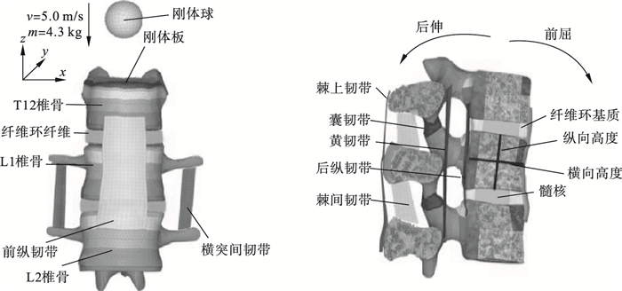 不同姿势对脊椎胸腰节段爆裂骨折的影响